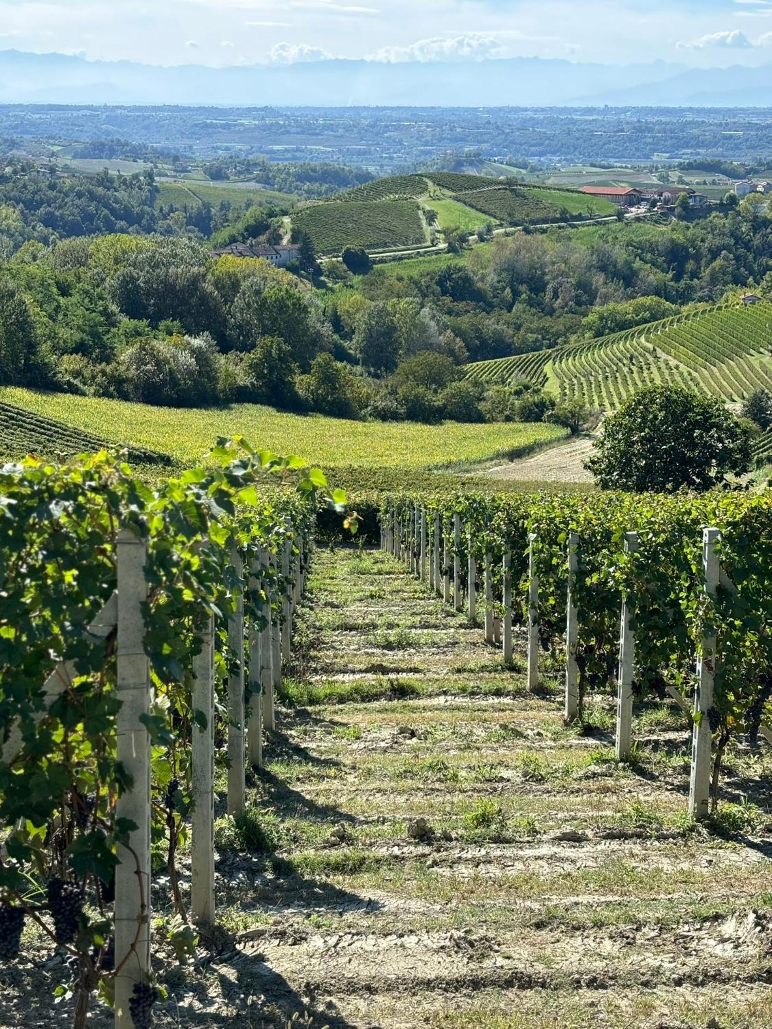 Appartamento "La Poesia Della Terra" Monforte D'Alba Ngoại thất bức ảnh